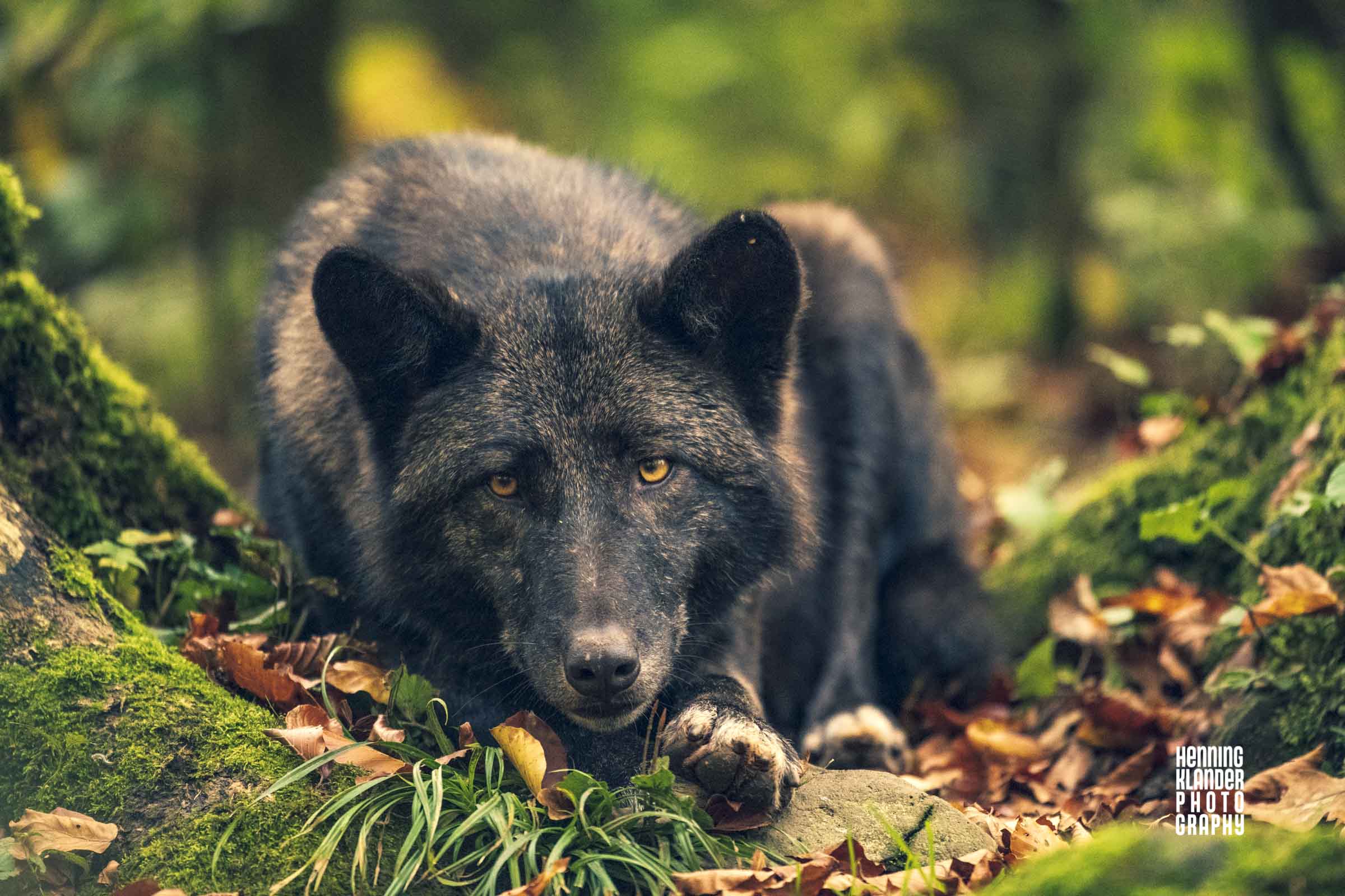 Die Wölfe kommen …