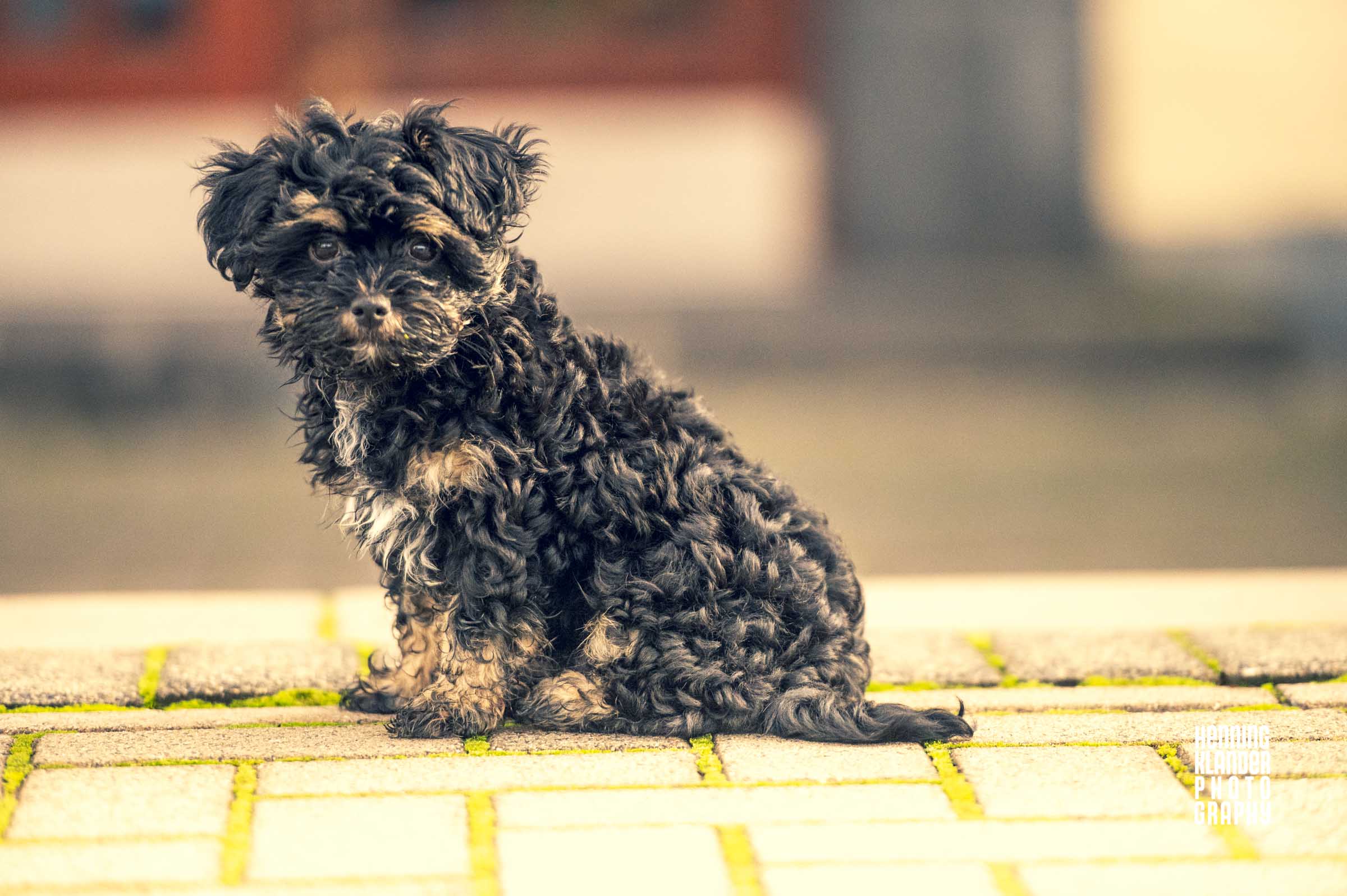 Lupo im Oktober 2020