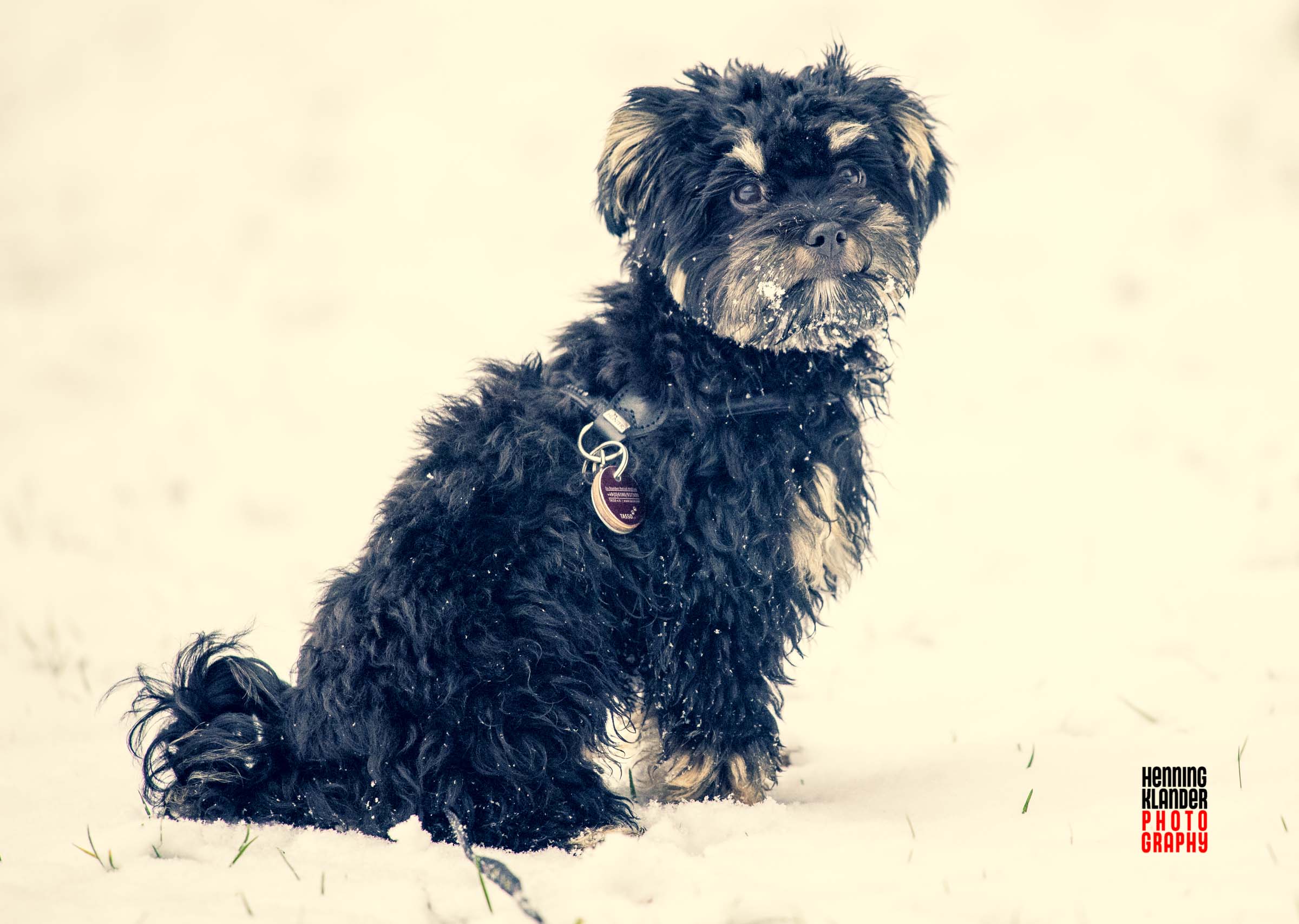 Es schneit und Lupo ist dabei