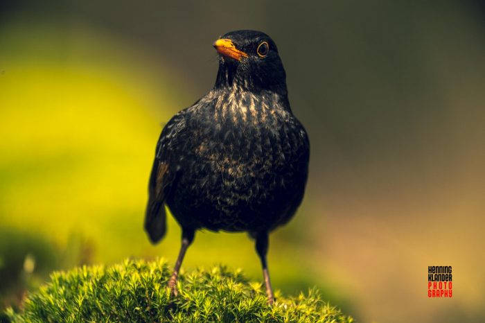 Amsel