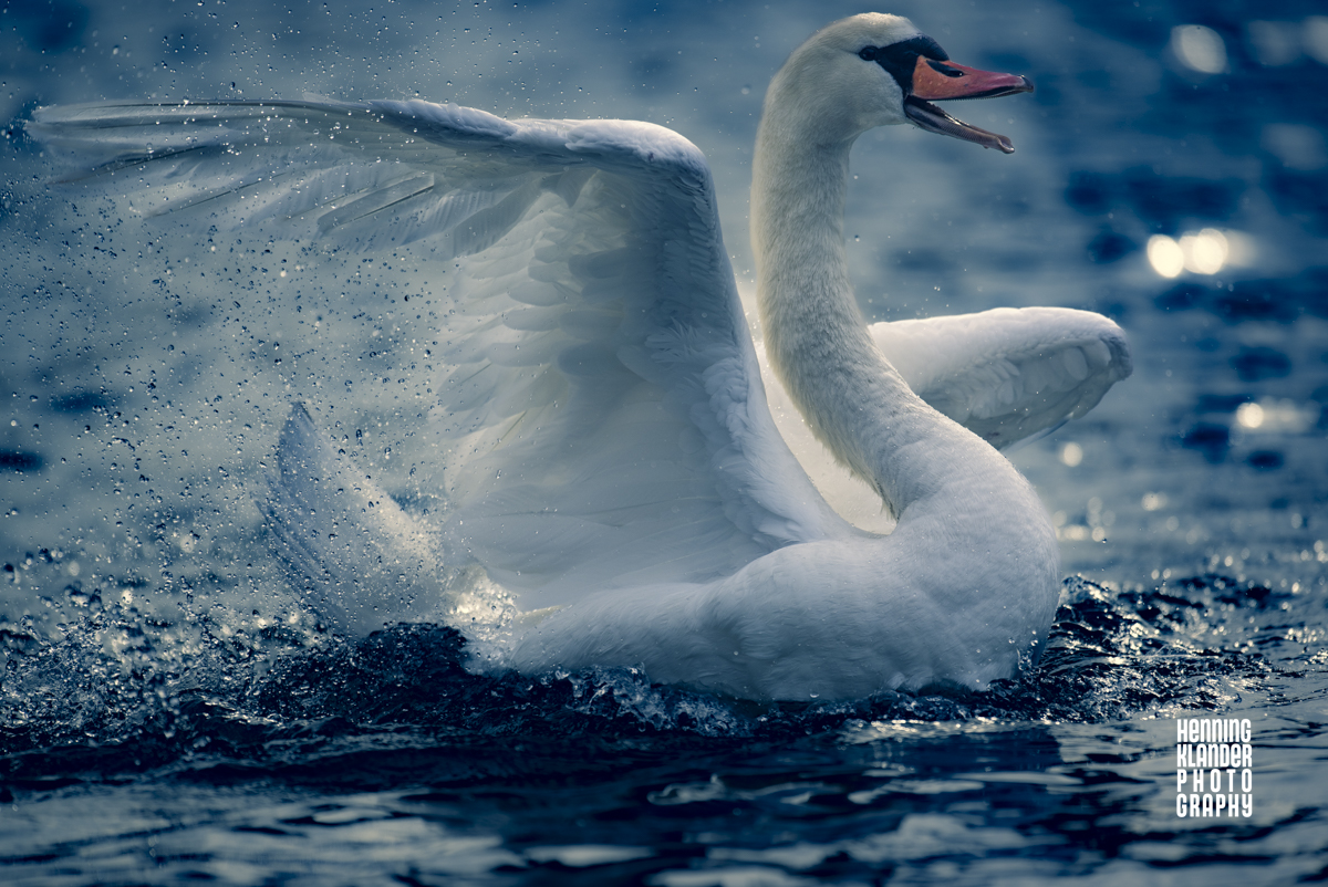 Swan Lake, new Saison