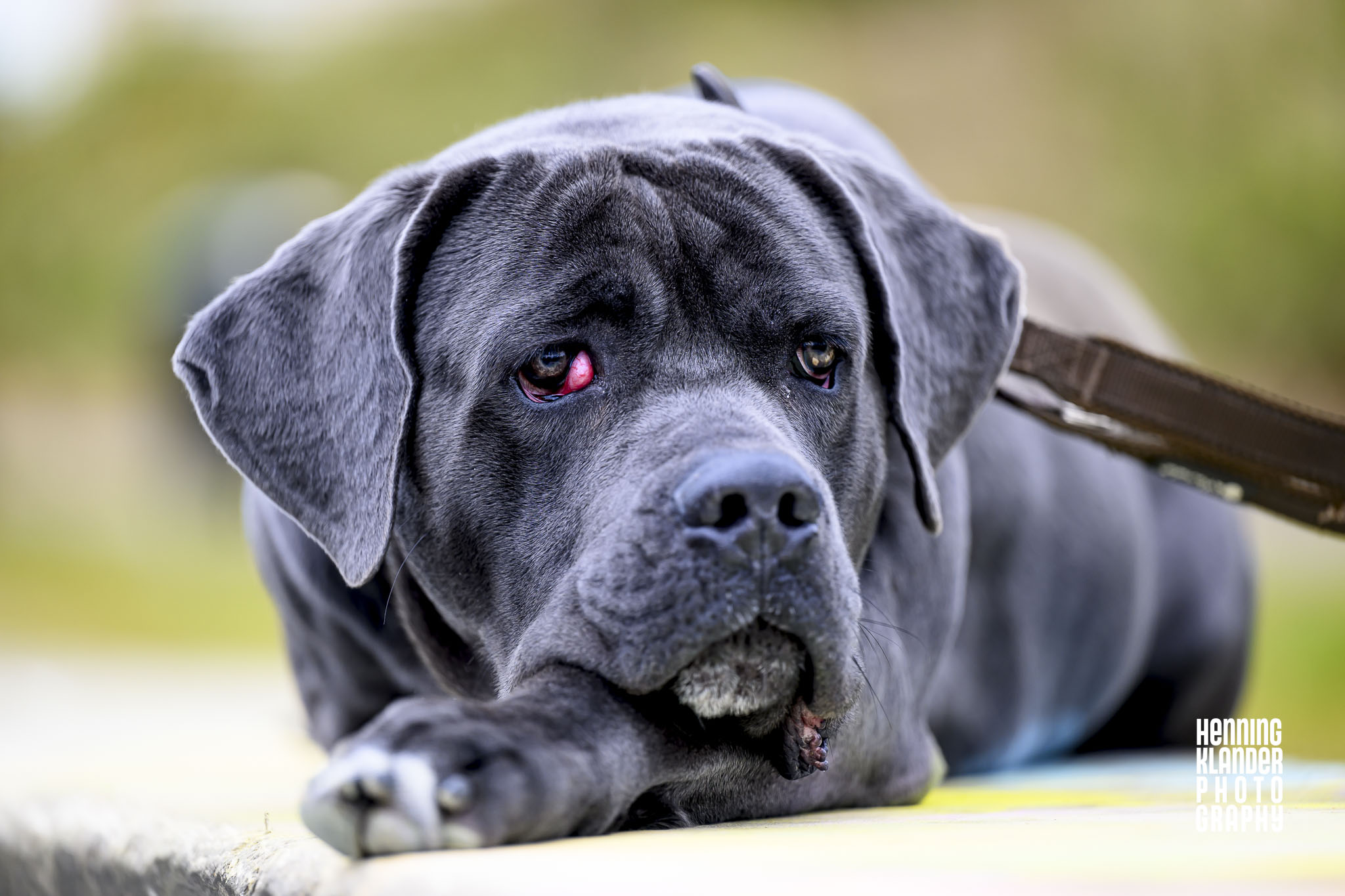 Alphonso – what a dog!