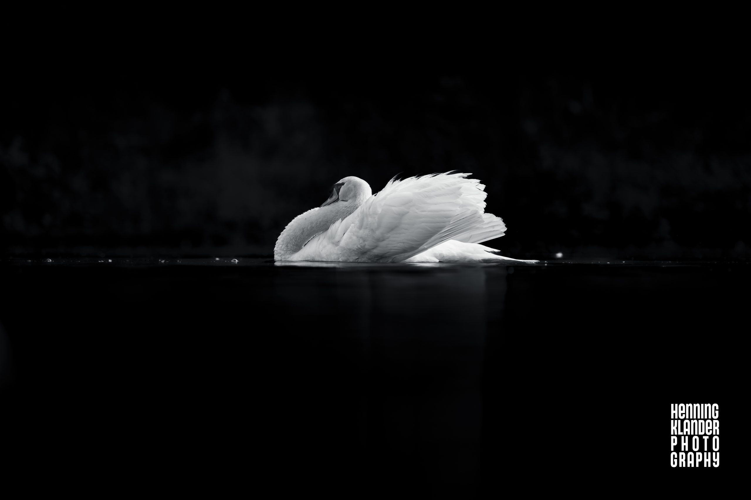 Schwäne im Schwarz-/Weiß-Portrait