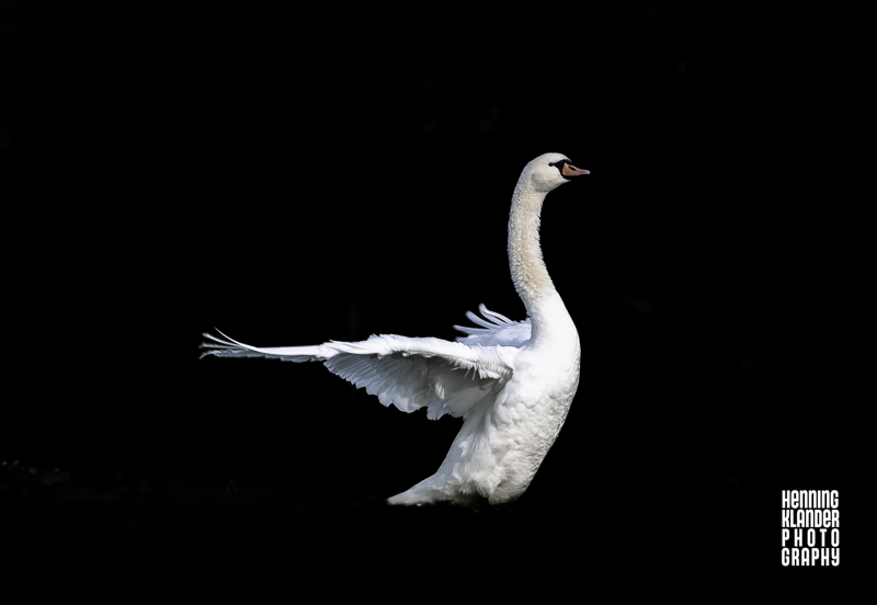 Nur der Schönheit …